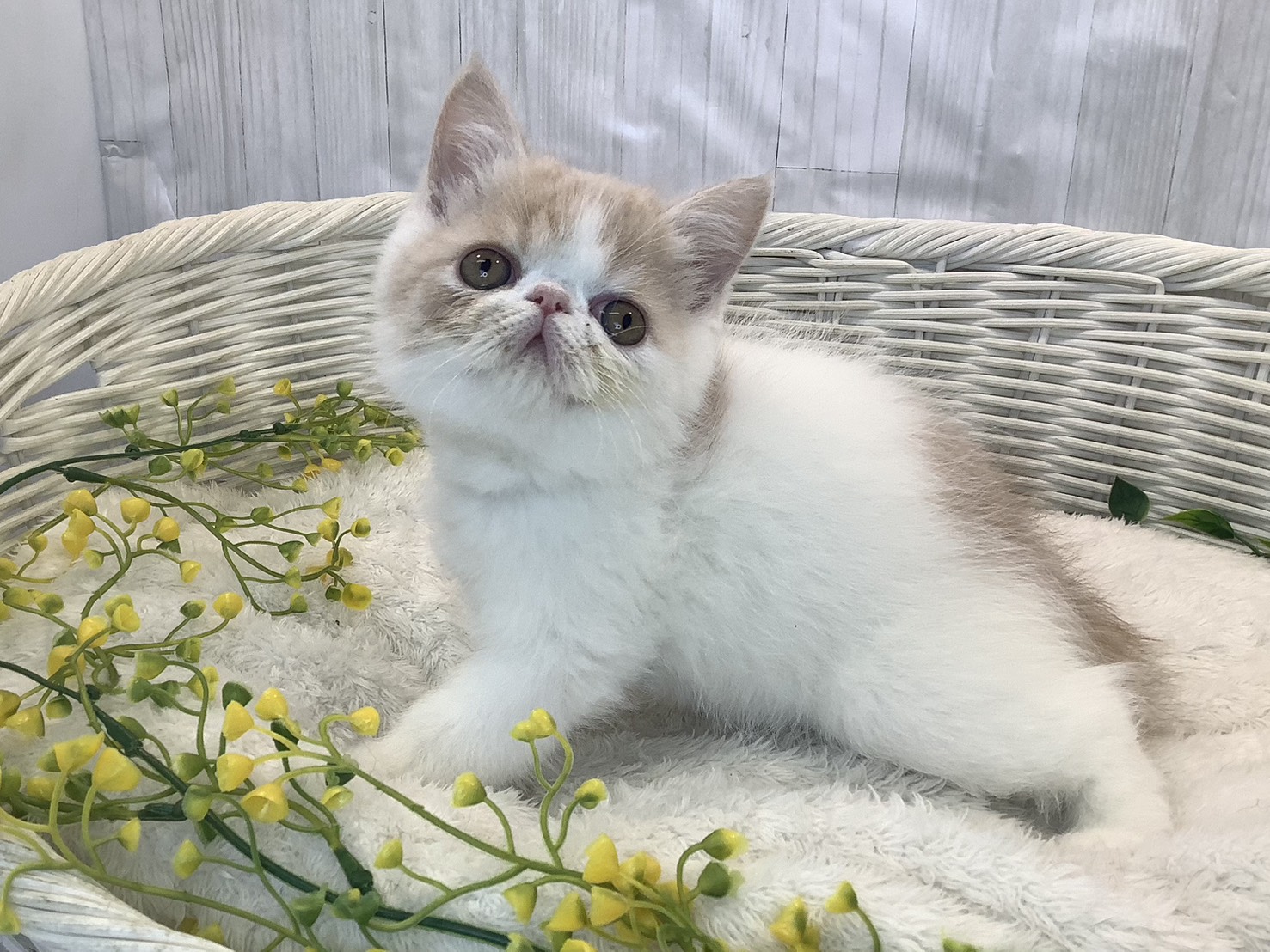 静岡県のエキゾチック (マルエスペットホームアシスト店/2026年1月14日生まれ/男の子/クリームタビーホワイト)の子猫の2枚目の画像