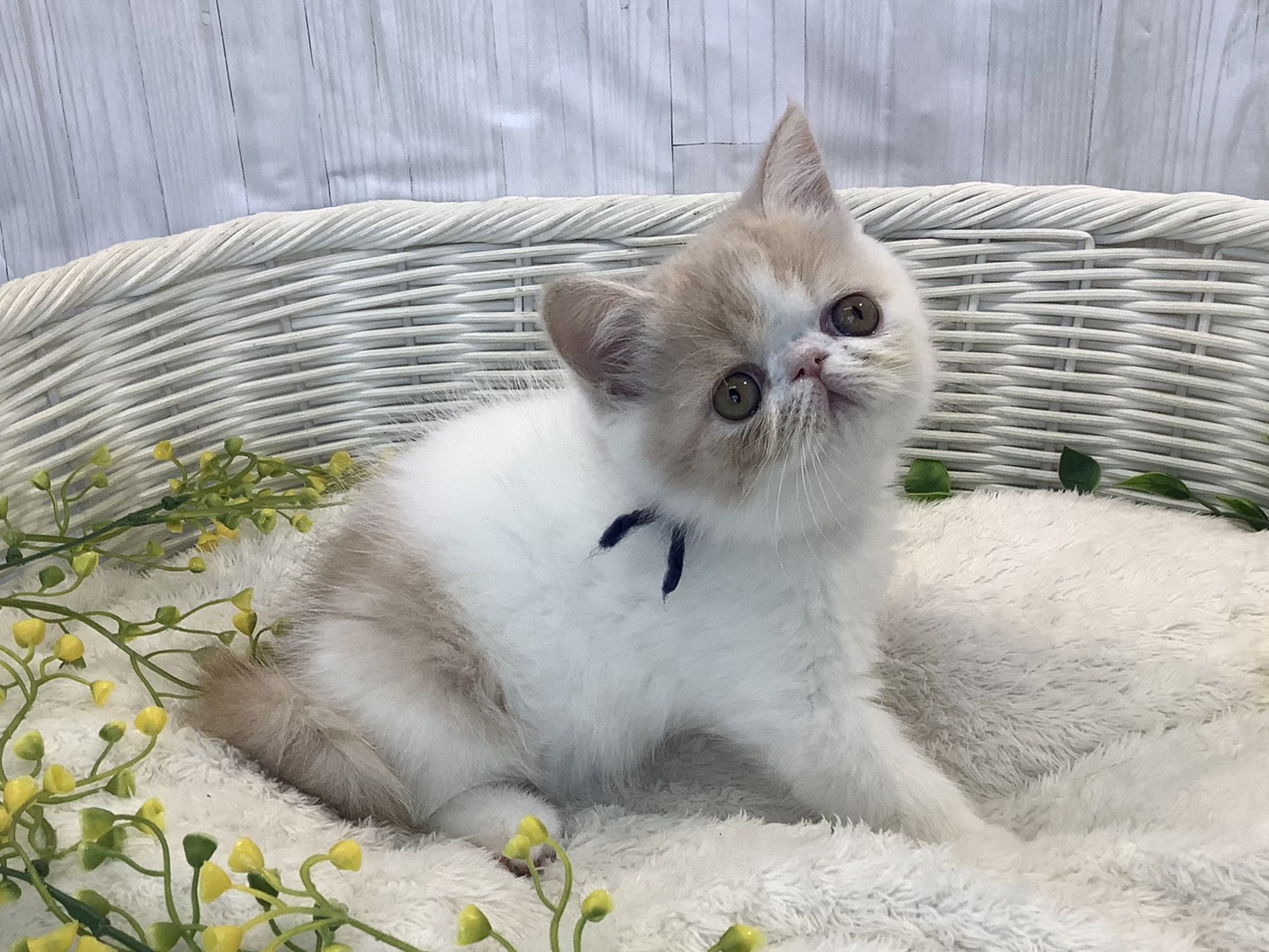 静岡県のエキゾチック (マルエスペットホームアシスト店/2026年1月14日生まれ/男の子/クリームタビーホワイト)の子猫の3枚目の画像