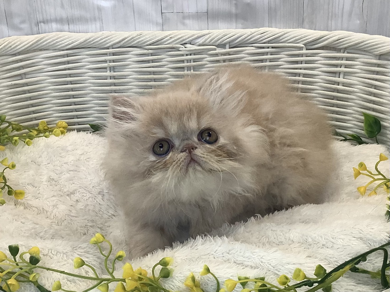 静岡県のエキゾチック (マルエスペット清水駒越店/2026年1月14日生まれ/男の子/クリームタビー)の子猫の2枚目の画像