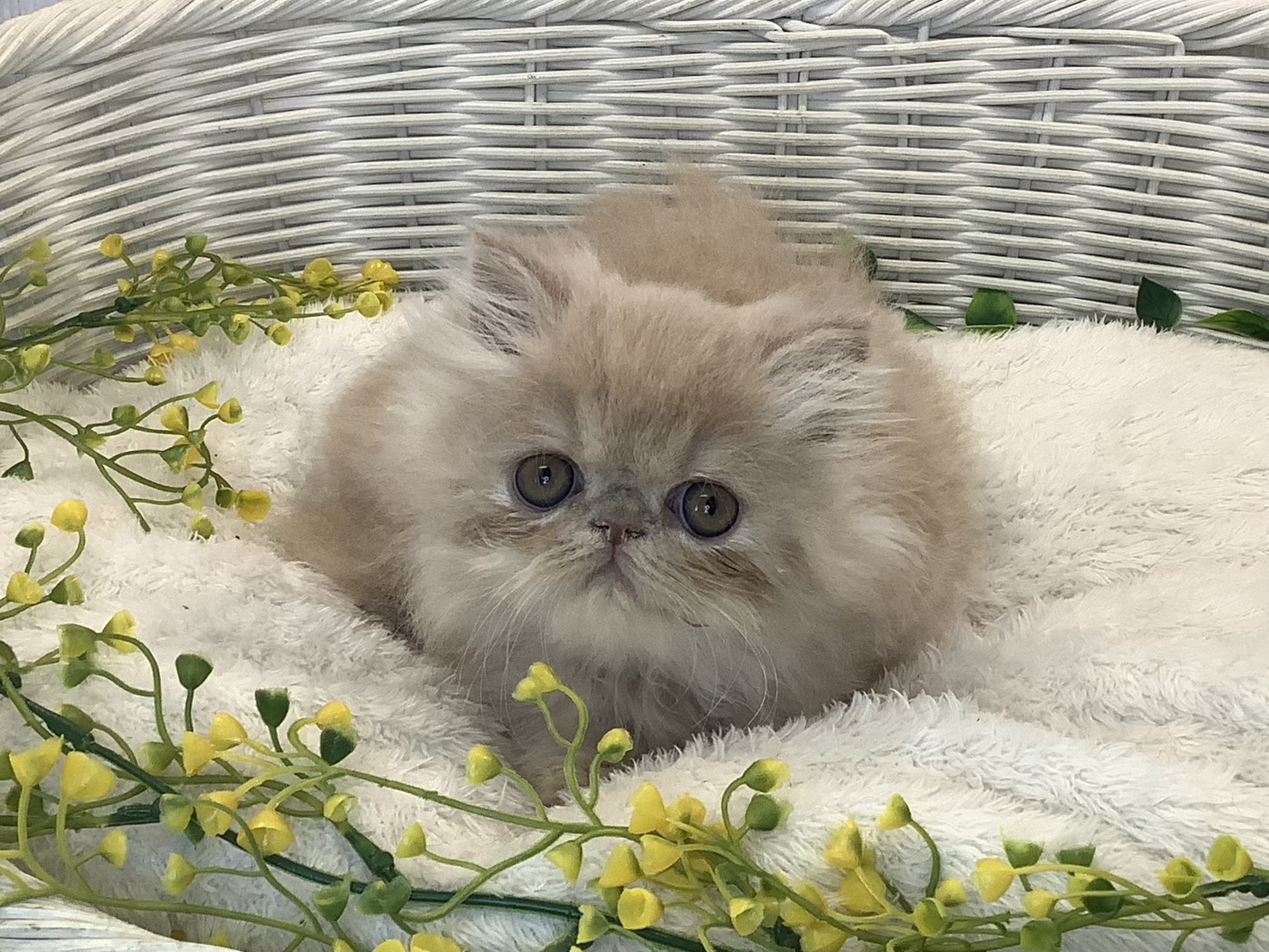 静岡県のエキゾチック (マルエスペット清水駒越店/2026年1月14日生まれ/男の子/クリームタビー)の子猫の1枚目の画像