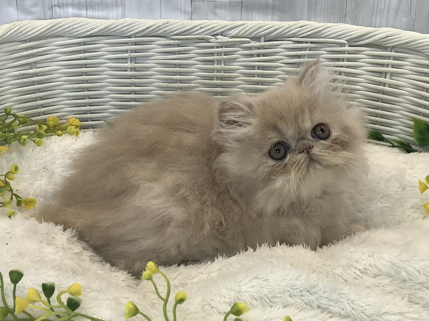 静岡県のエキゾチック (マルエスペット清水駒越店/2026年1月14日生まれ/男の子/クリームタビー)の子猫の3枚目の画像