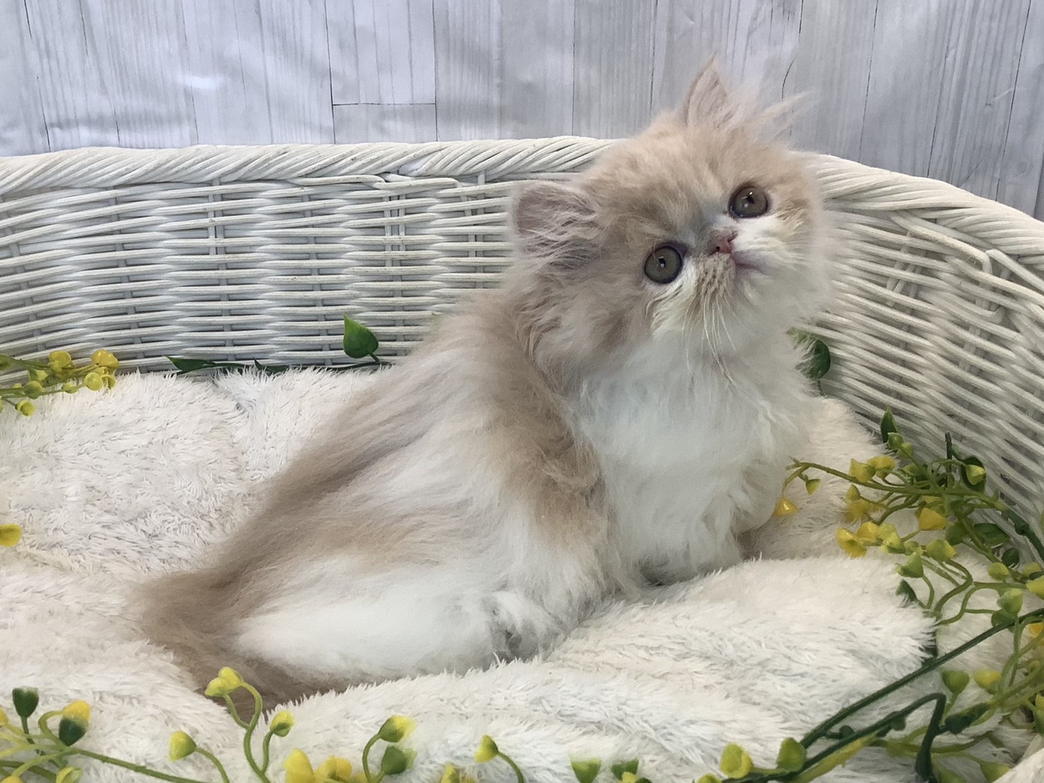 神奈川県のエキゾチック (マルエスペット相模大野店/2026年1月14日生まれ/女の子/クリームタビーホワイト)の子猫の3枚目の画像