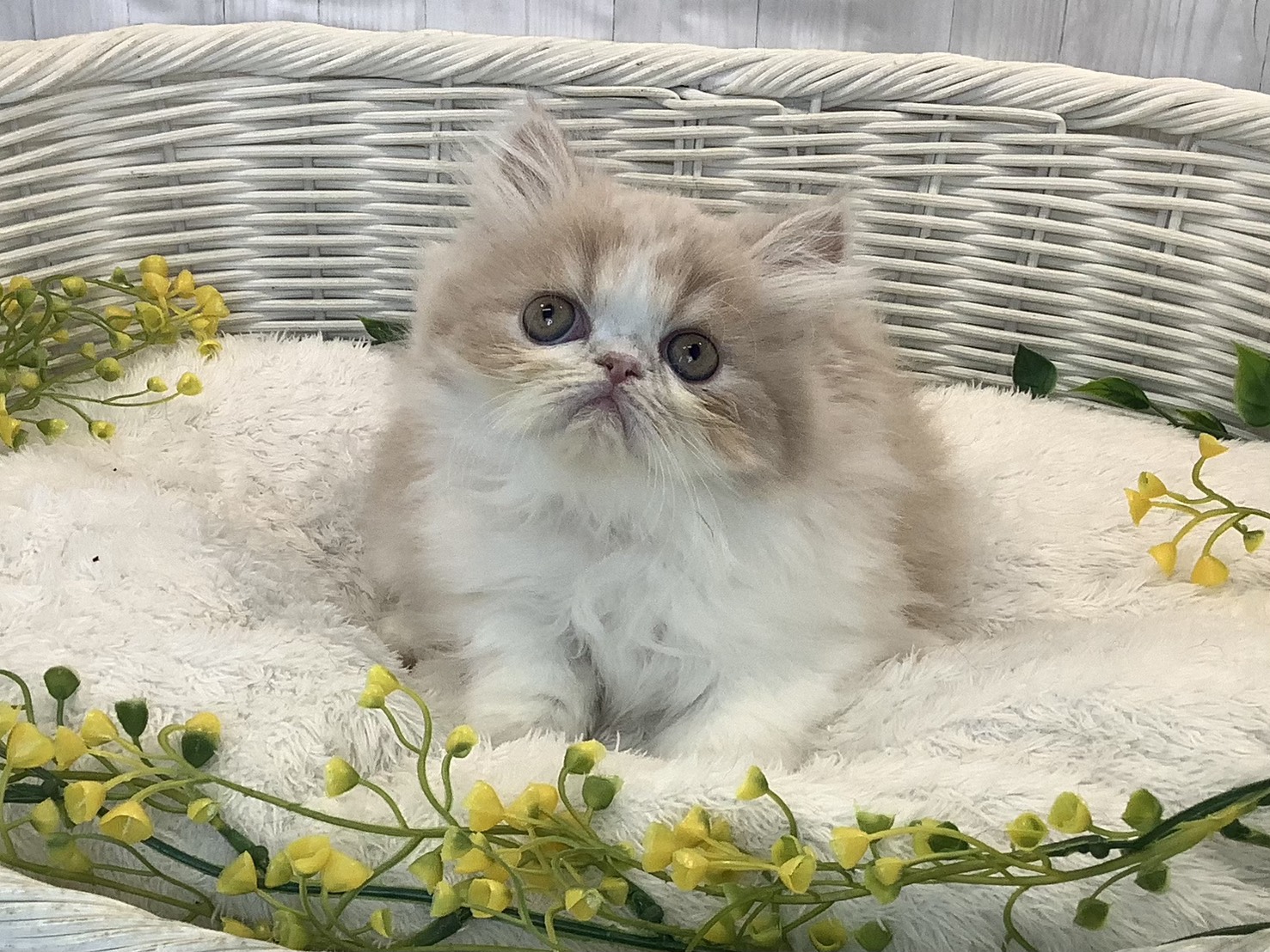 静岡県のエキゾチック (マルエスペット富士見台店/2026年1月14日生まれ/女の子/クリームタビーホワイト)の子猫の1枚目の画像