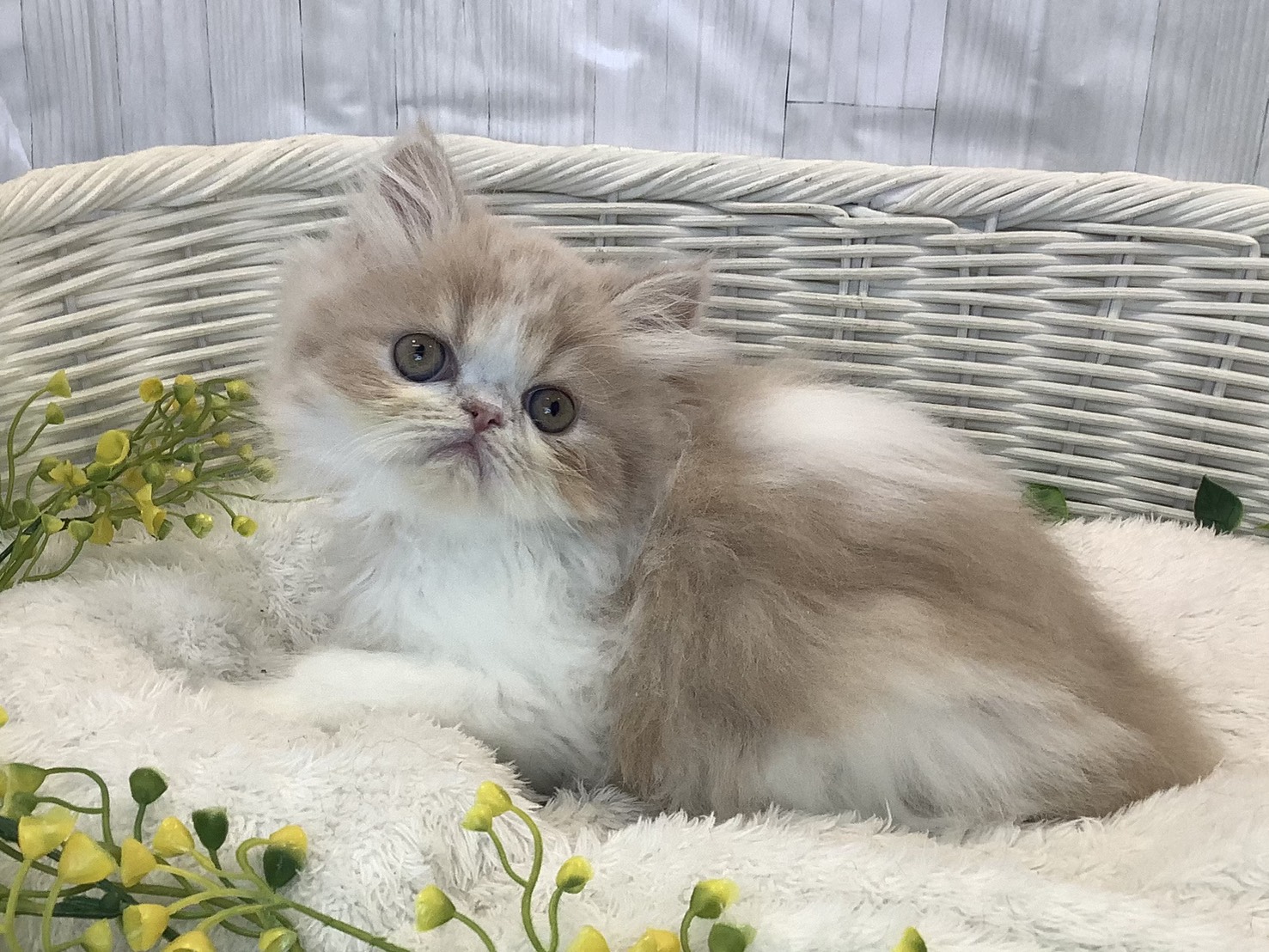 静岡県のエキゾチック (マルエスペット富士見台店/2026年1月14日生まれ/女の子/クリームタビーホワイト)の子猫の2枚目の画像