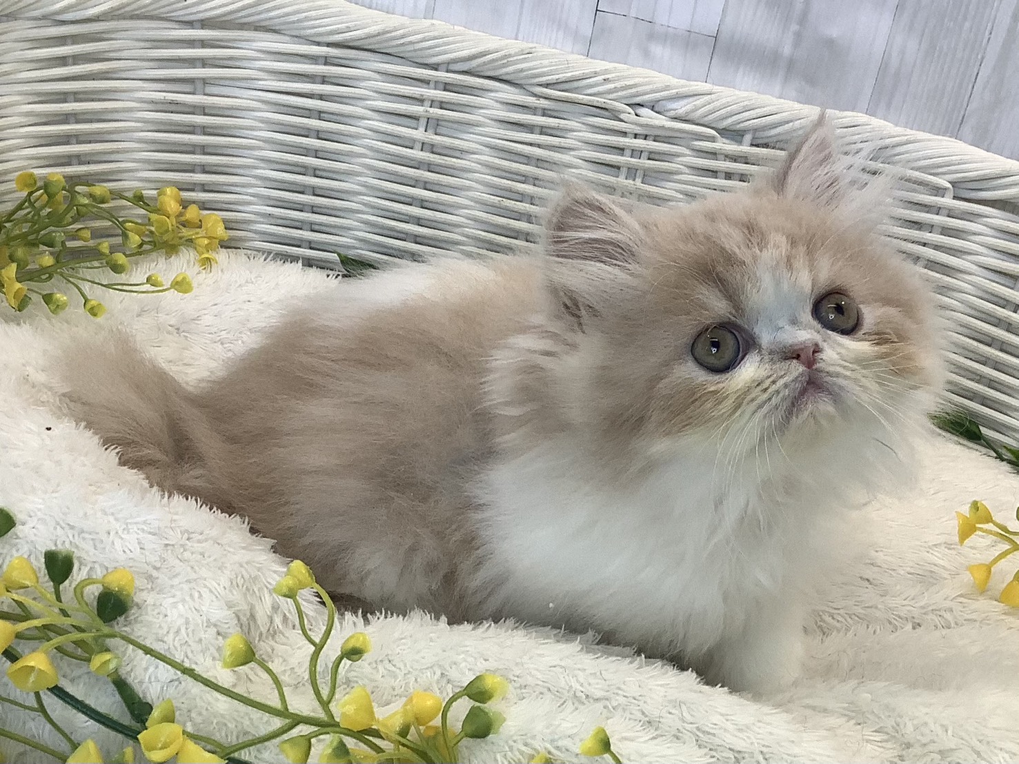 静岡県のエキゾチック (マルエスペット富士見台店/2026年1月14日生まれ/女の子/クリームタビーホワイト)の子猫の3枚目の画像