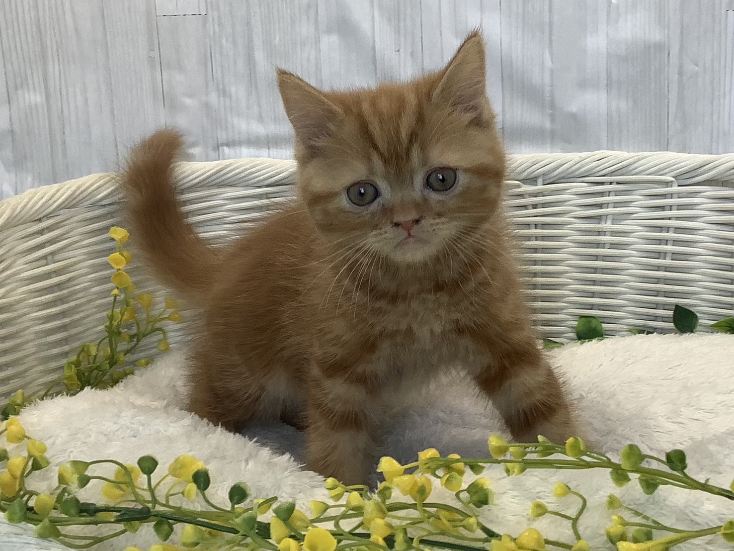 神奈川県のスコティッシュフォールド (マルエスペット相模大野店/2026年1月12日生まれ/男の子/レッドタビー)の子猫の1枚目の画像