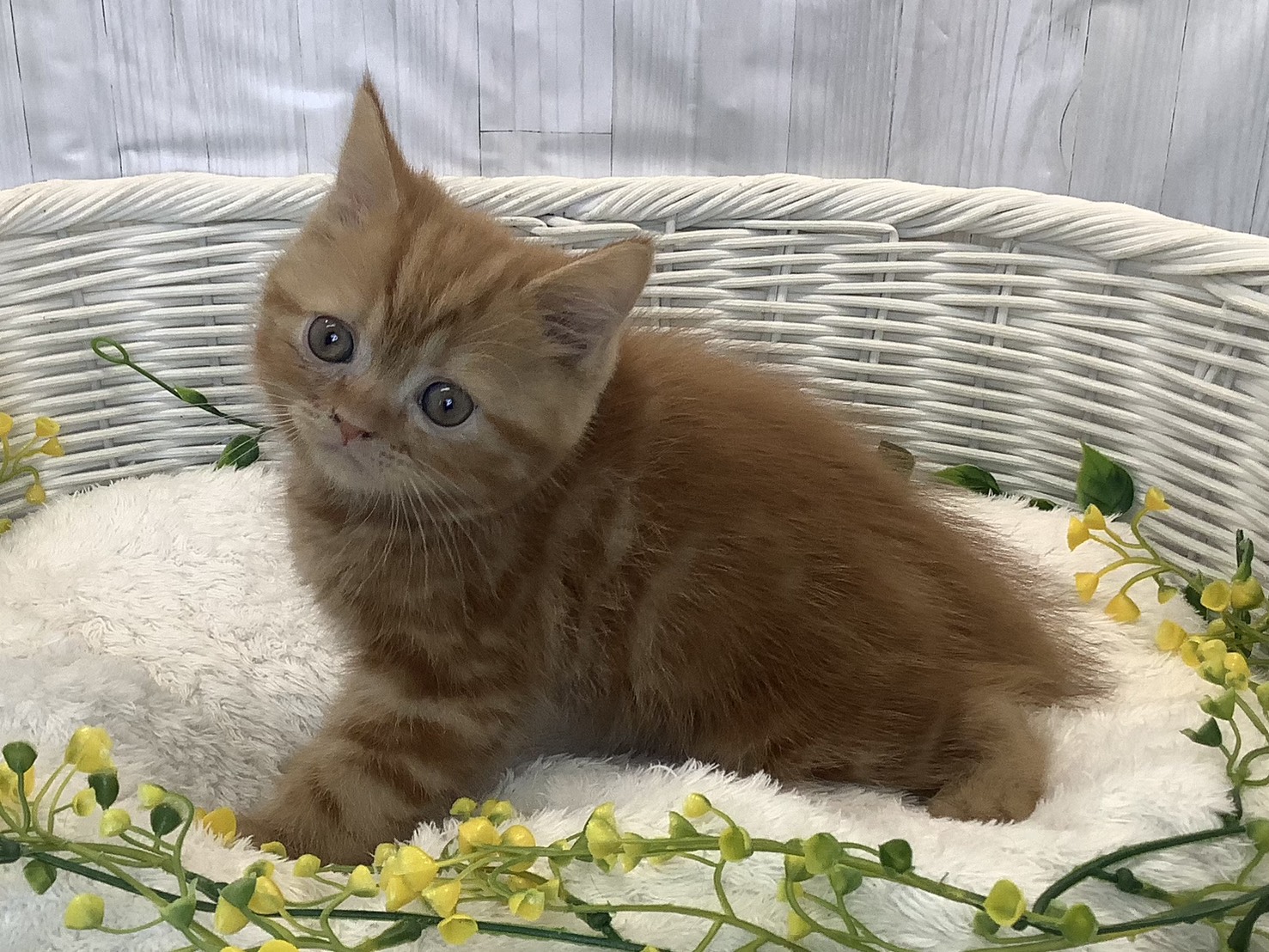 神奈川県のスコティッシュフォールド (マルエスペット相模大野店/2026年1月12日生まれ/男の子/レッドタビー)の子猫の2枚目の画像