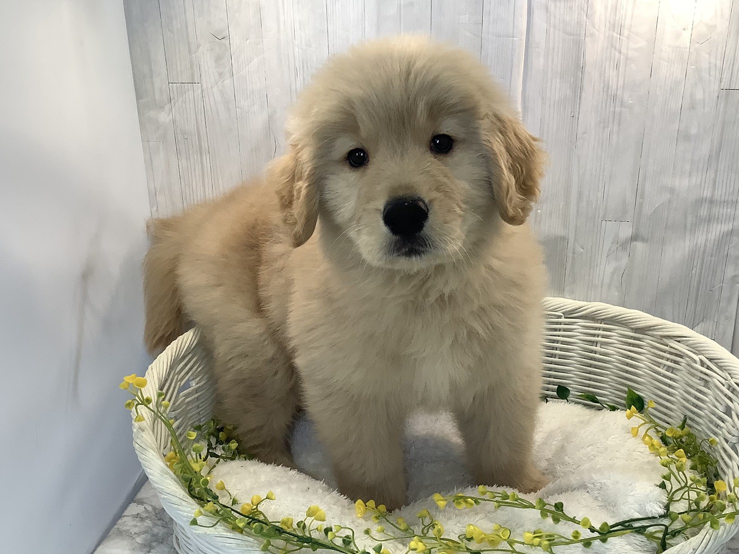 愛知県のゴールデンレトリバー (ペッツワン稲沢ハーモニーランド店/2026年1月6日生まれ/男の子/ゴールデン)の子犬の1枚目の画像