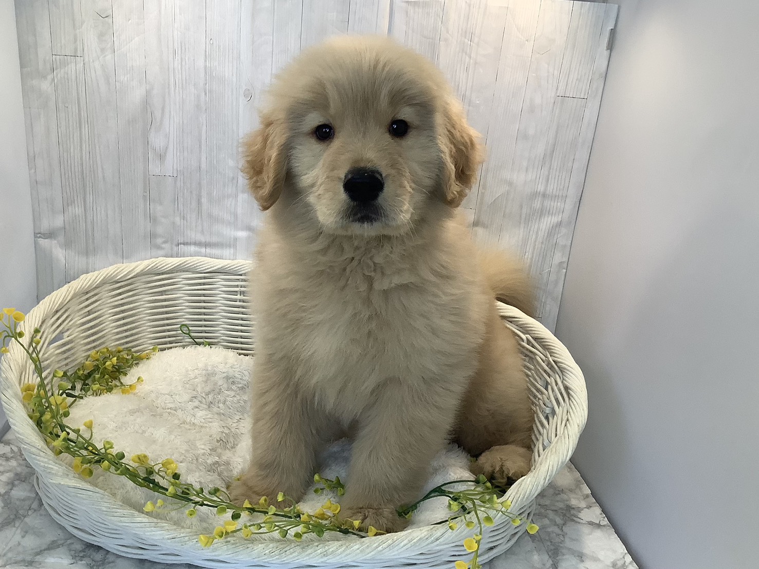 愛知県のゴールデンレトリバー (ペッツワン稲沢ハーモニーランド店/2026年1月6日生まれ/男の子/ゴールデン)の子犬の2枚目の画像