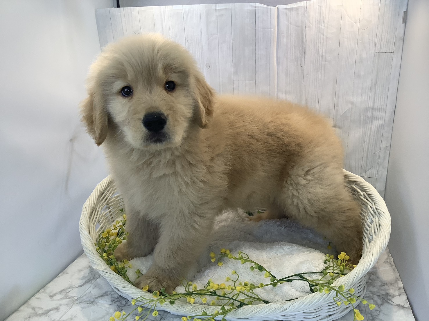 愛知県のゴールデンレトリバー (ペッツワン稲沢ハーモニーランド店/2026年1月6日生まれ/男の子/ゴールデン)の子犬の3枚目の画像