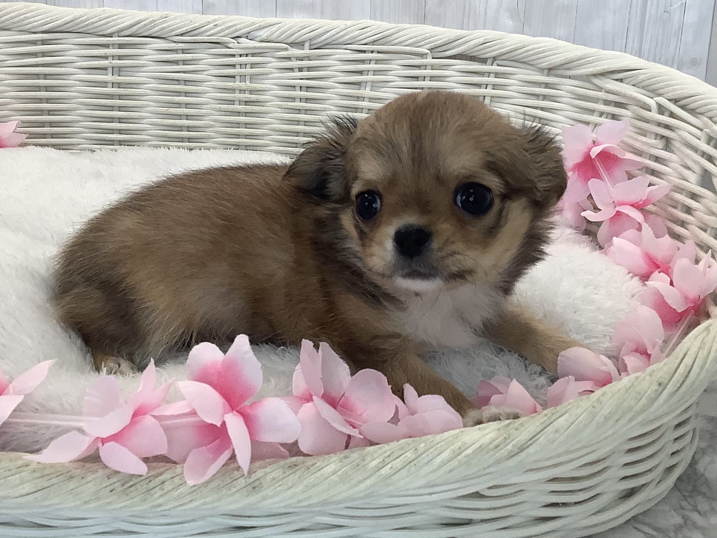 奈良県のチワワ(ロング) (マルエスペット 押熊店/2026年1月17日生まれ/男の子/レッド)の子犬の3枚目の画像