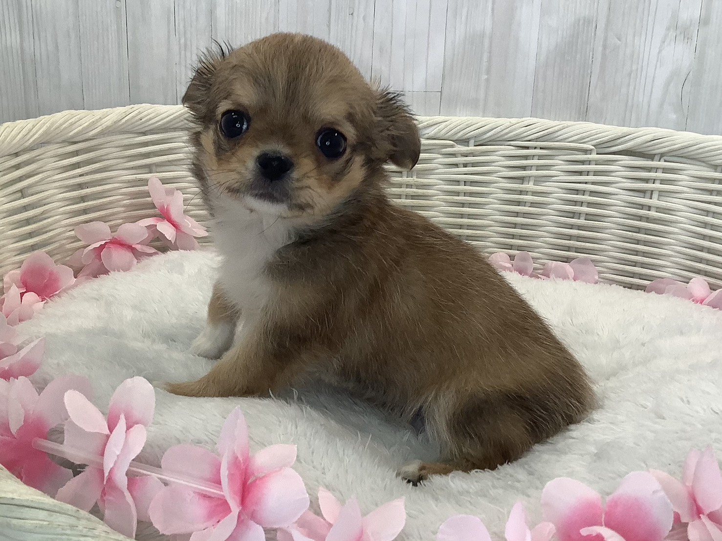 奈良県のチワワ(ロング) (マルエスペット 押熊店/2026年1月17日生まれ/男の子/レッド)の子犬の2枚目の画像