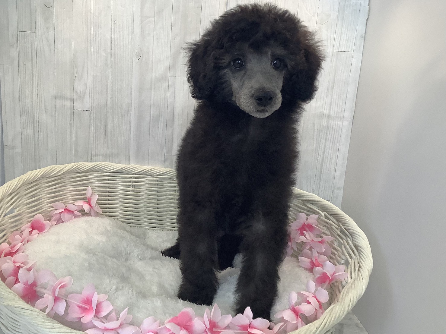 奈良県のスタンダードプードル (マルエスペット 富雄店/2026年1月5日生まれ/女の子/グレー)の子犬の3枚目の画像