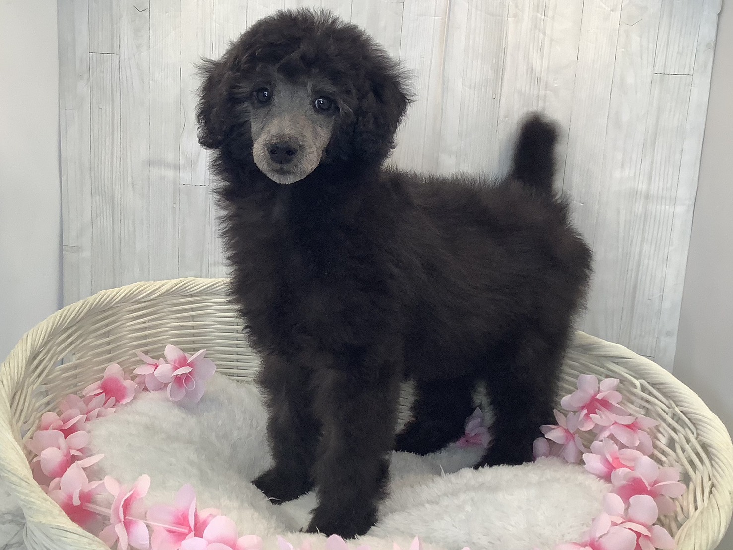 奈良県のスタンダードプードル (マルエスペット 富雄店/2026年1月5日生まれ/女の子/グレー)の子犬の2枚目の画像