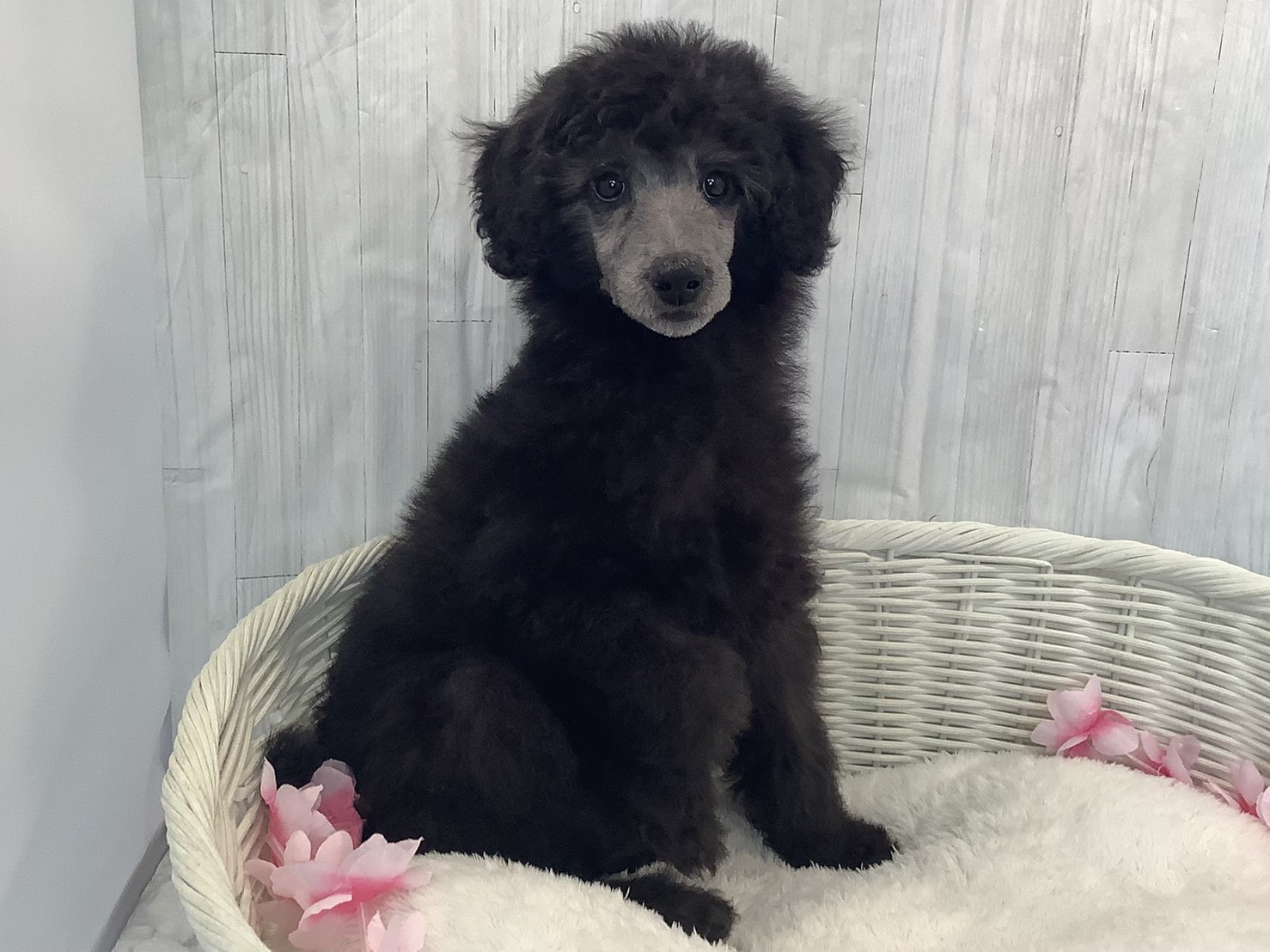 奈良県のスタンダードプードル (マルエスペット 富雄店/2026年1月5日生まれ/女の子/グレー)の子犬の1枚目の画像