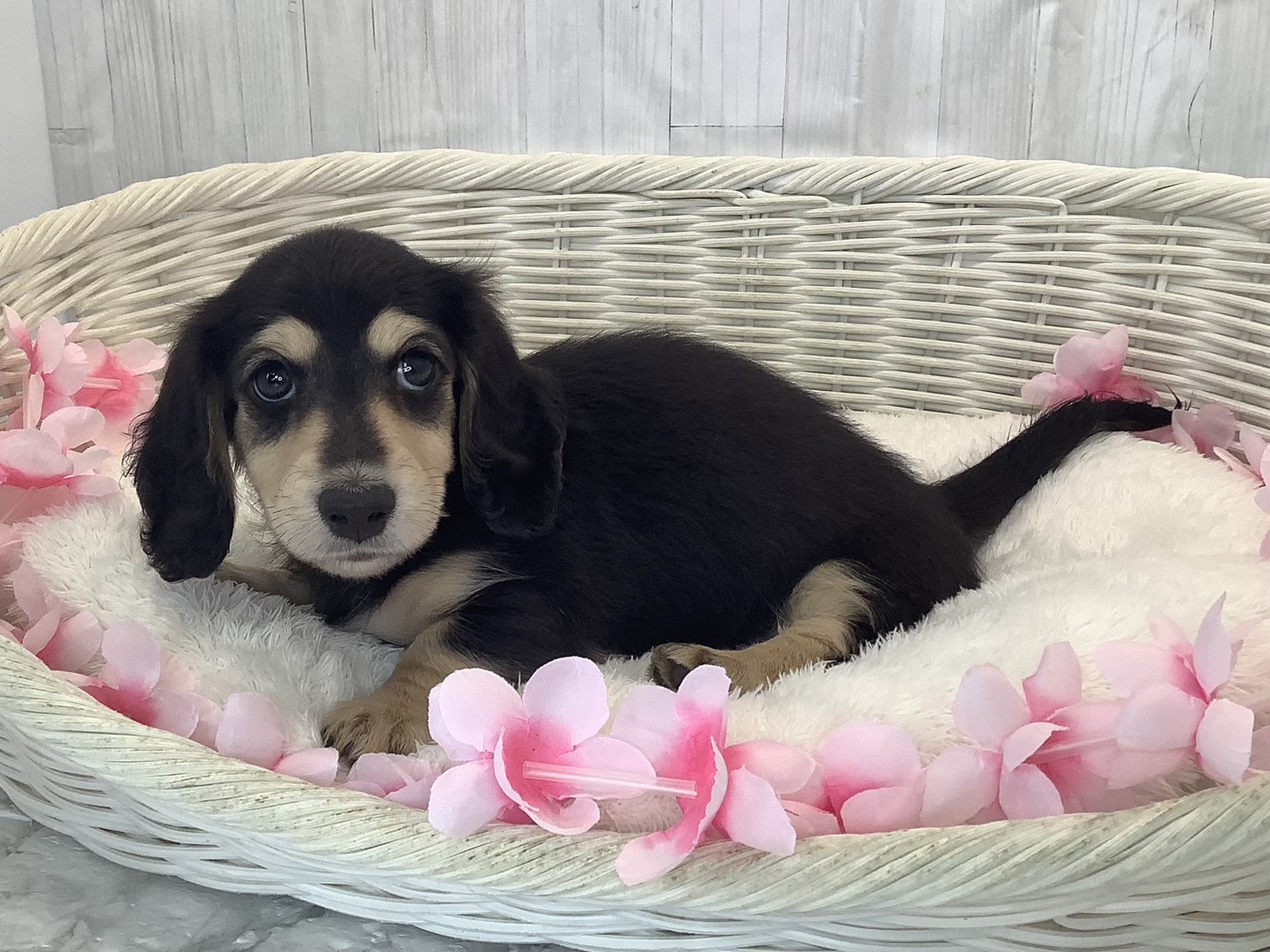 奈良県のミニチュアダックスフンド(ロング) (マルエスペット ヒルステップ生駒店/2026年1月17日生まれ/女の子/ブラックタン)の子犬の1枚目の画像