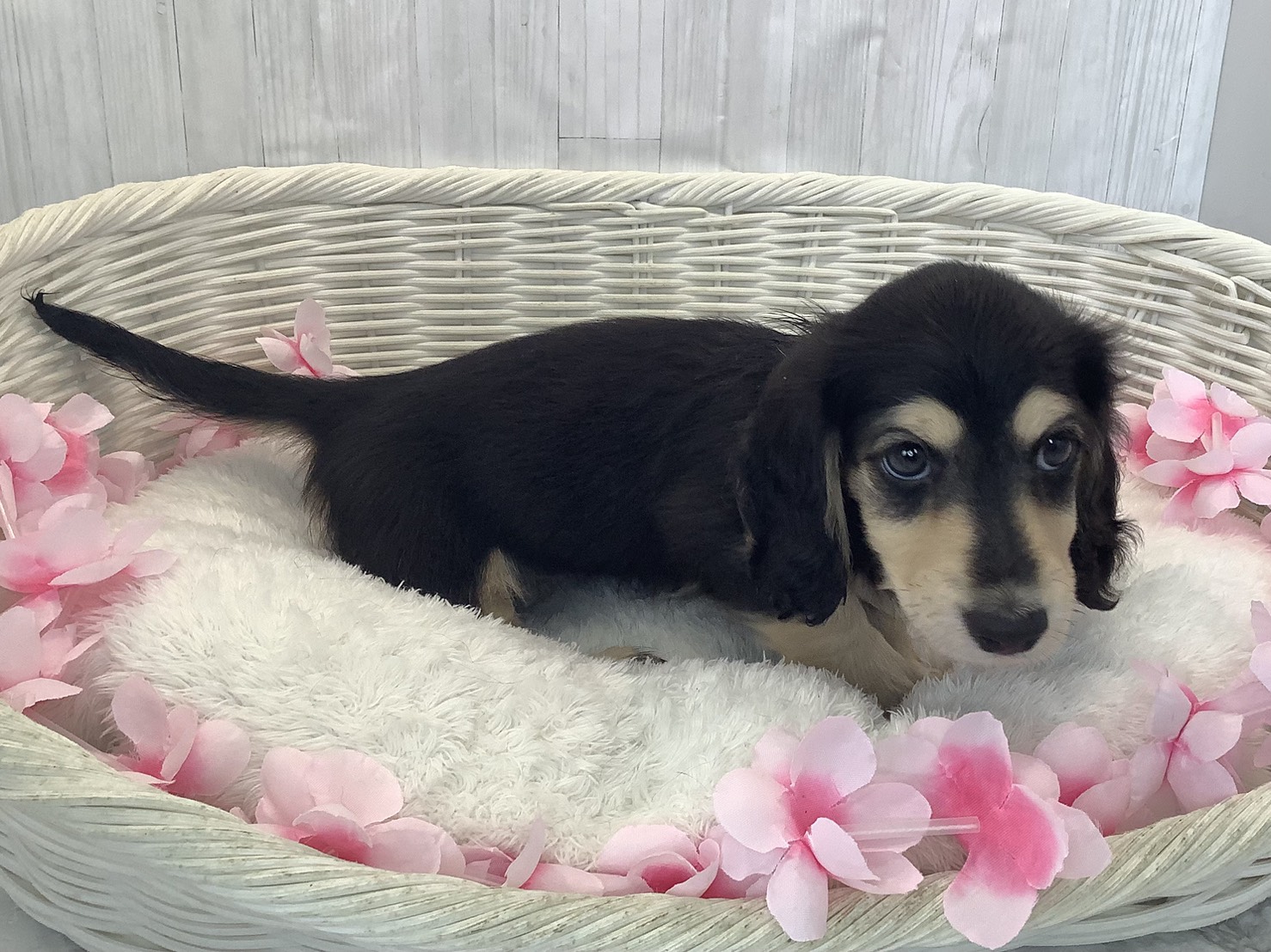 奈良県のミニチュアダックスフンド(ロング) (マルエスペット ヒルステップ生駒店/2026年1月17日生まれ/女の子/ブラックタン)の子犬の2枚目の画像