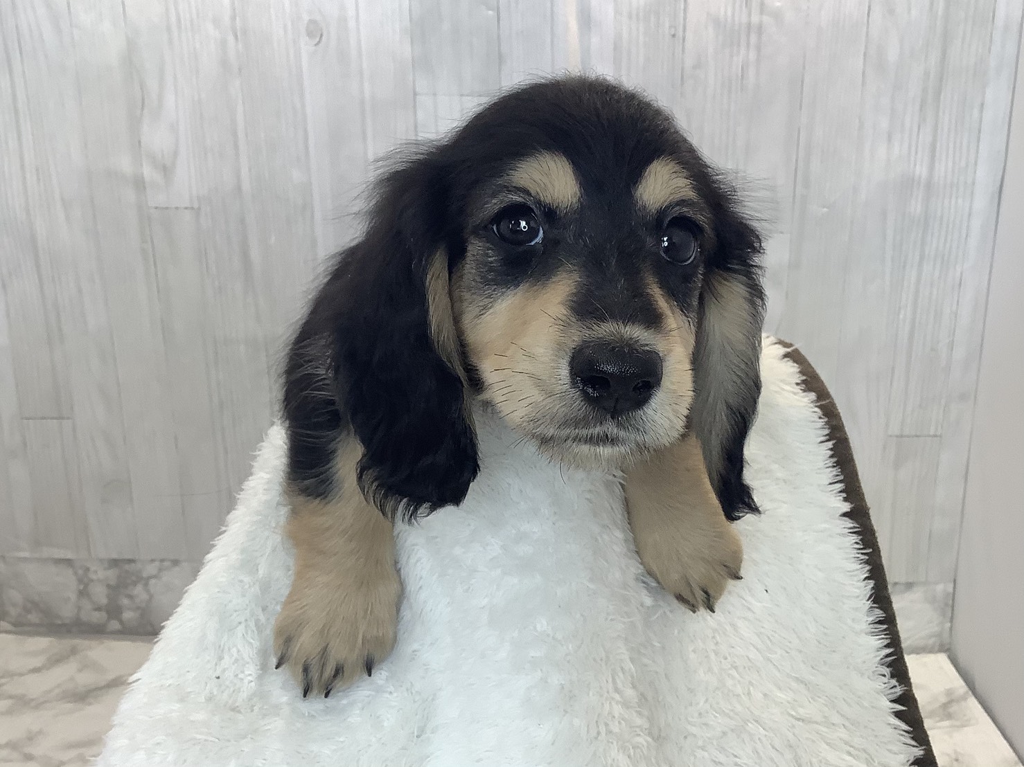 奈良県のミニチュアダックスフンド(ロング) (ペットアミ生駒店/2026年1月17日生まれ/女の子/ブラックタン)の子犬の2枚目の画像