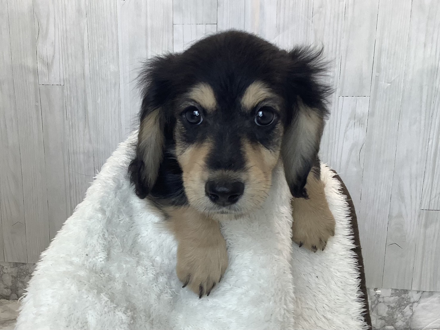 奈良県のミニチュアダックスフンド(ロング) (ペットアミ生駒店/2026年1月17日生まれ/女の子/ブラックタン)の子犬の1枚目の画像