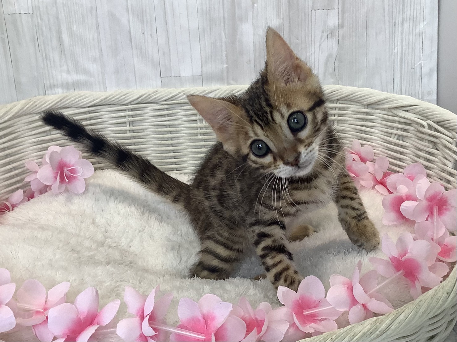 静岡県のベンガル (マルエスペットホームアシスト店/2026年1月17日生まれ/男の子/ブラウンスポットタビー)の子猫の3枚目の画像