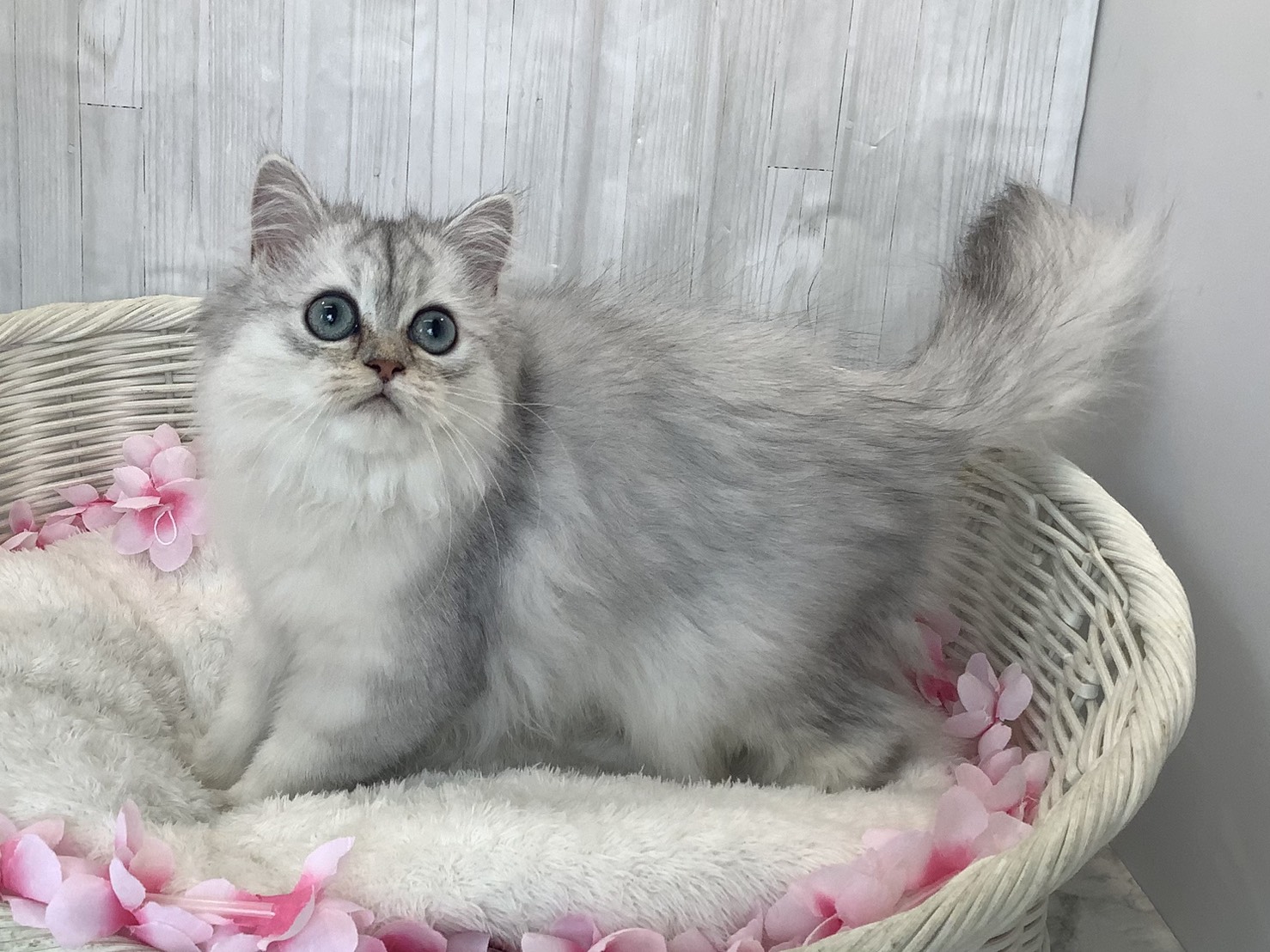 奈良県のペルシャ (マルエスペット ヒルステップ生駒店/2026年1月10日生まれ/女の子/チンチラシルバー)の子猫の2枚目の画像