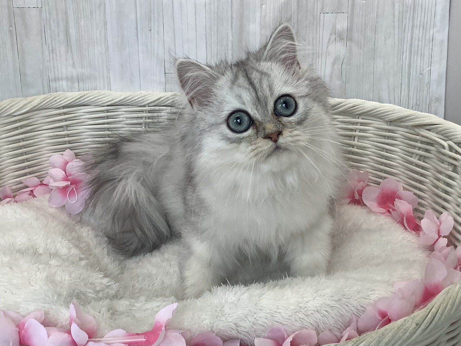 奈良県のペルシャ (マルエスペット ヒルステップ生駒店/2026年1月10日生まれ/女の子/チンチラシルバー)の子猫の1枚目の画像