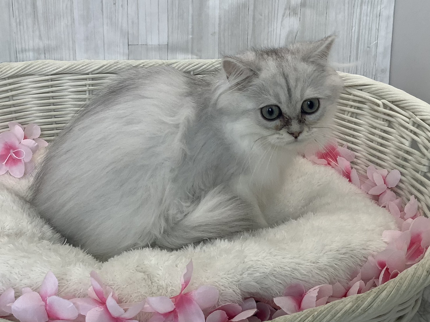 奈良県のペルシャ (マルエスペット いかるが店/2026年1月10日生まれ/女の子/チンチラシルバー)の子猫の2枚目の画像