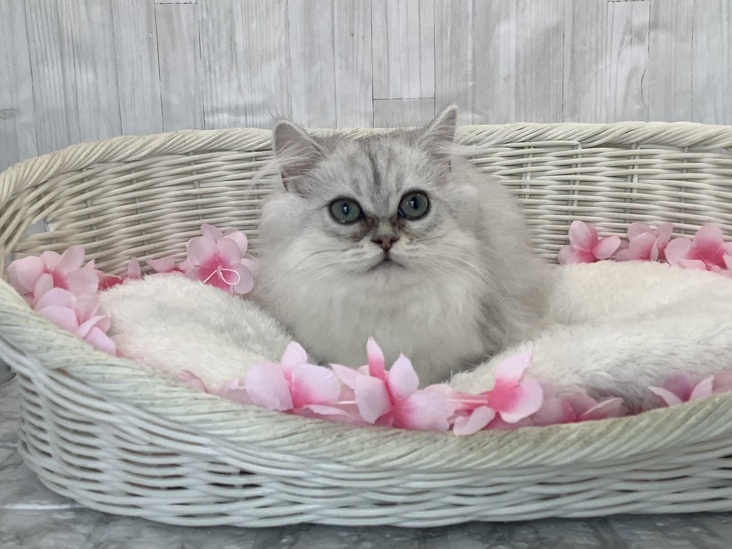 奈良県のペルシャ (マルエスペット いかるが店/2026年1月10日生まれ/女の子/チンチラシルバー)の子猫の1枚目の画像