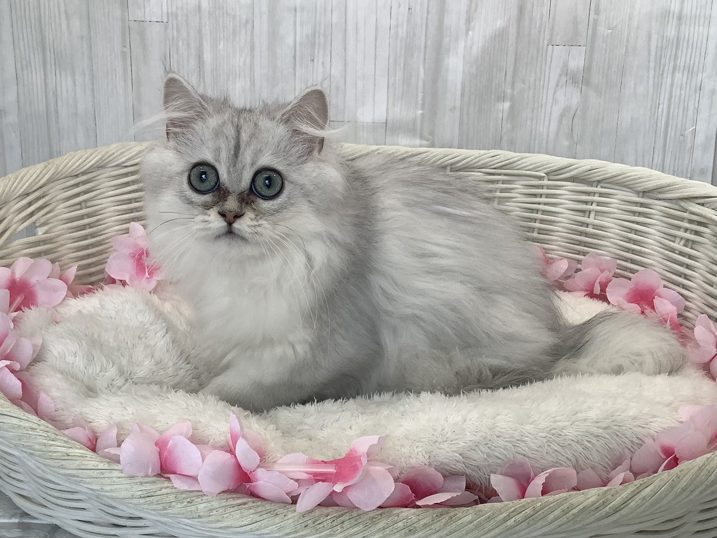 奈良県のペルシャ (マルエスペット いかるが店/2026年1月10日生まれ/女の子/チンチラシルバー)の子猫の3枚目の画像