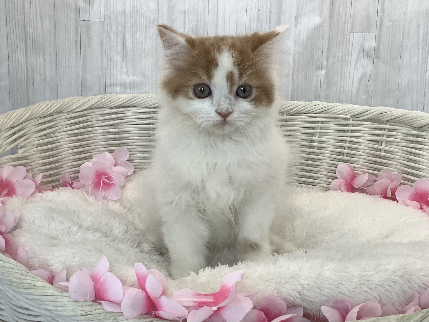 広島県のスコティッシュフォールド (マルエスペット広島段原ショッピングセンター店/2026年1月18日生まれ/男の子/レッドタビーホワイト)の子猫の1枚目の画像