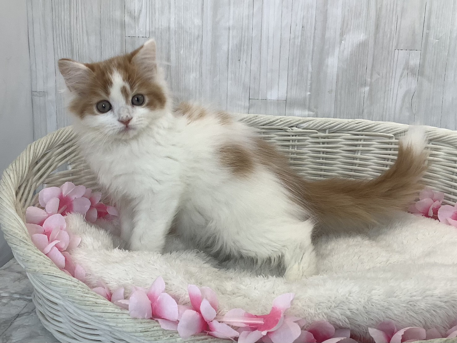 広島県のスコティッシュフォールド (マルエスペット広島段原ショッピングセンター店/2026年1月18日生まれ/男の子/レッドタビーホワイト)の子猫の3枚目の画像