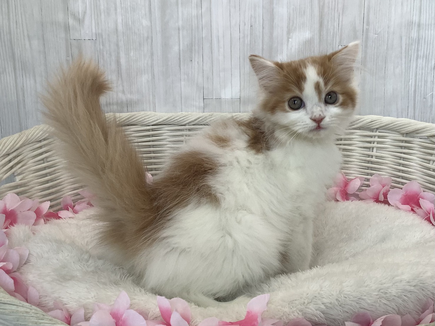 広島県のスコティッシュフォールド (マルエスペット広島段原ショッピングセンター店/2026年1月18日生まれ/男の子/レッドタビーホワイト)の子猫の2枚目の画像