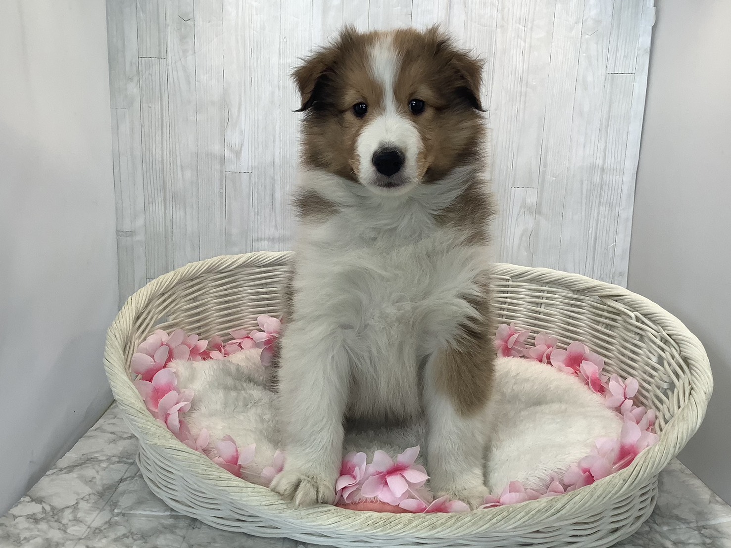 奈良県のシェットランドシープドッグ (マルエスペット いかるが店/2026年1月19日生まれ/男の子/セーブルホワイト)の子犬の1枚目の画像