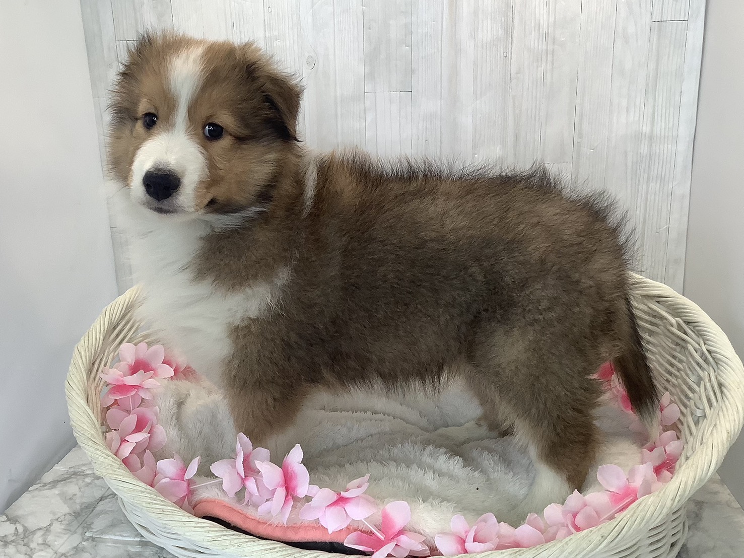 奈良県のシェットランドシープドッグ (マルエスペット いかるが店/2026年1月19日生まれ/男の子/セーブルホワイト)の子犬の3枚目の画像