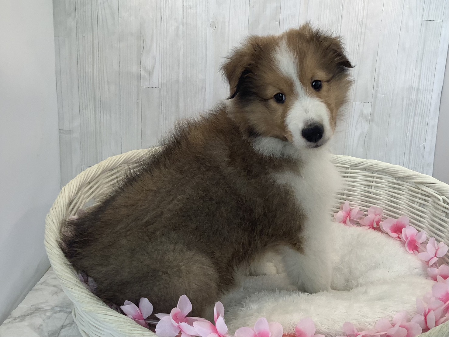 奈良県のシェットランドシープドッグ (マルエスペット いかるが店/2026年1月19日生まれ/男の子/セーブルホワイト)の子犬の2枚目の画像