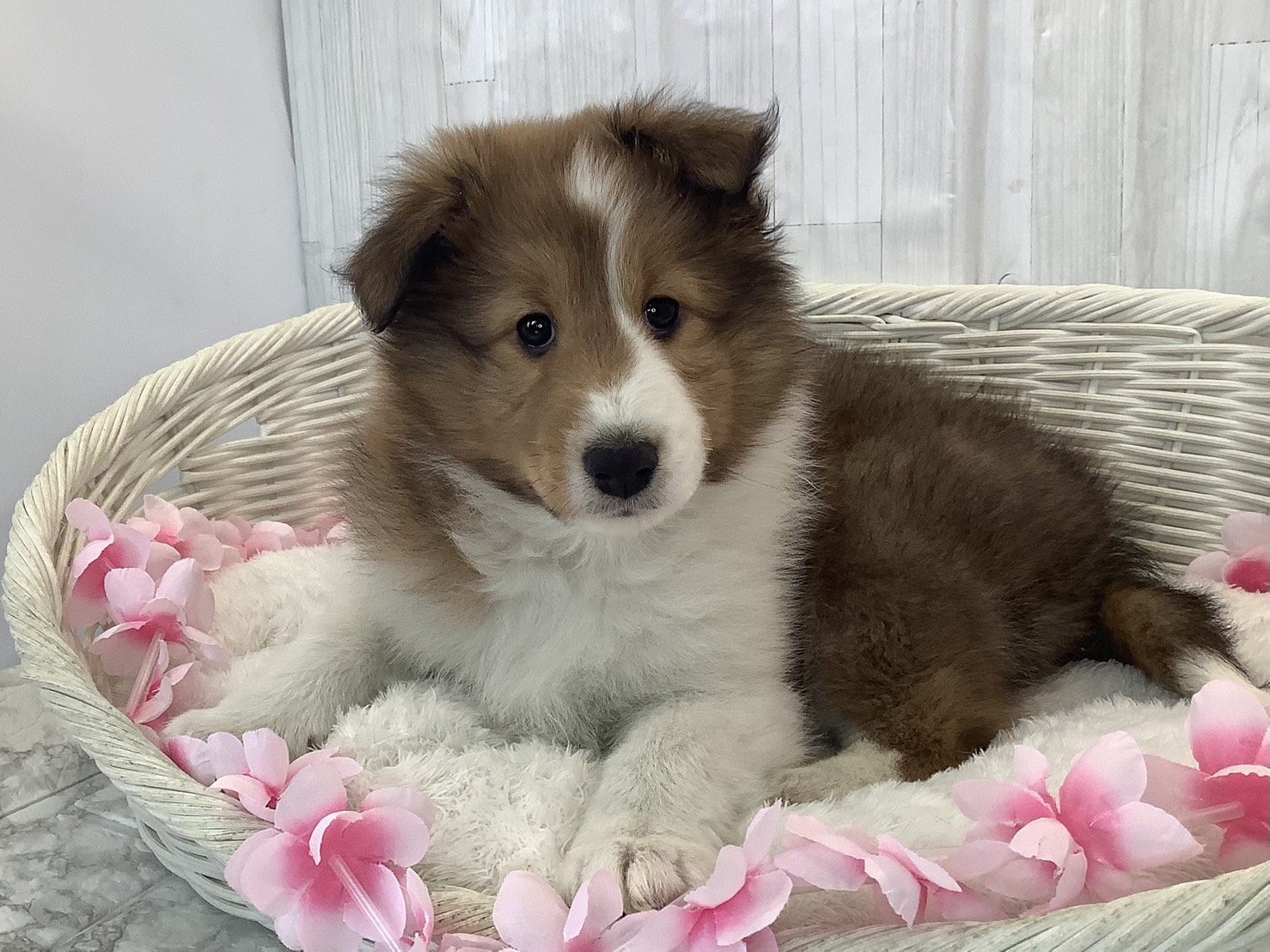 静岡県のシェットランドシープドッグ (マルエスペットホームアシスト店/2026年1月19日生まれ/男の子/セーブルホワイト)の子犬の2枚目の画像