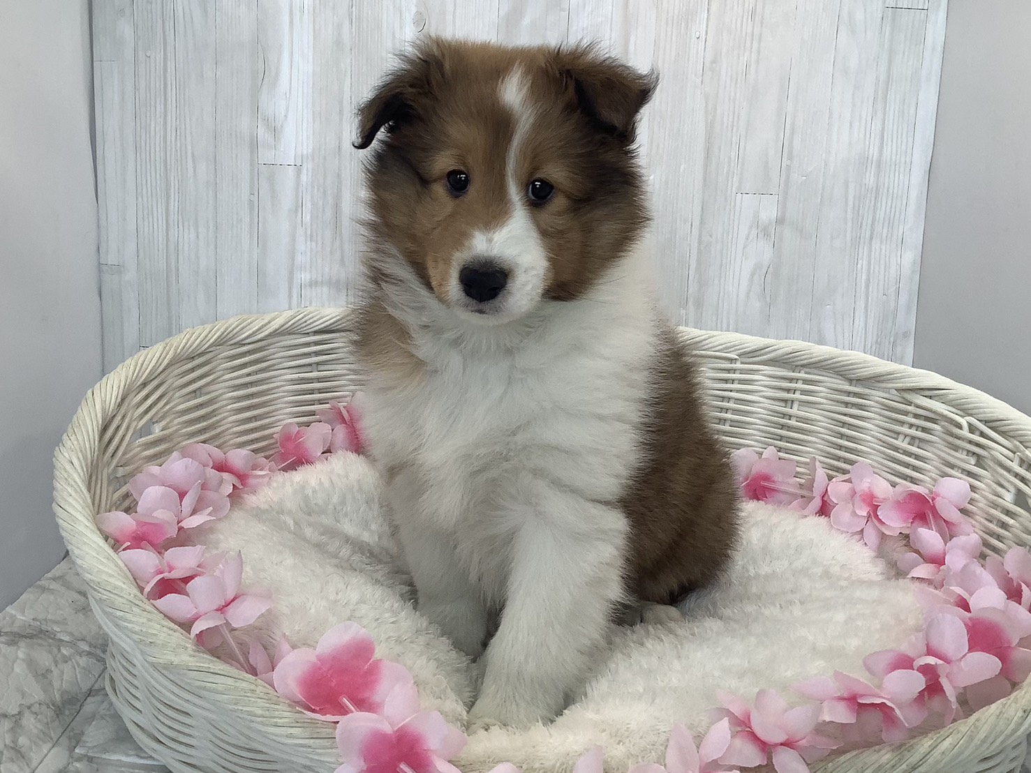静岡県のシェットランドシープドッグ (マルエスペットホームアシスト店/2026年1月19日生まれ/男の子/セーブルホワイト)の子犬の1枚目の画像