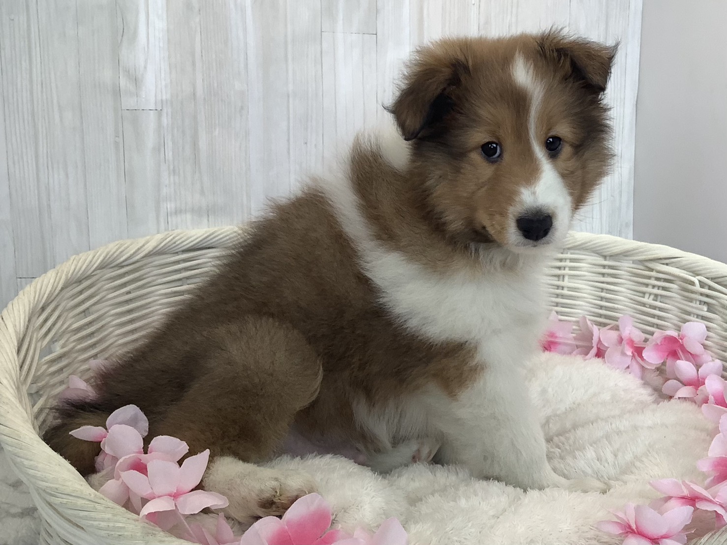 静岡県のシェットランドシープドッグ (マルエスペットホームアシスト店/2026年1月19日生まれ/男の子/セーブルホワイト)の子犬の3枚目の画像