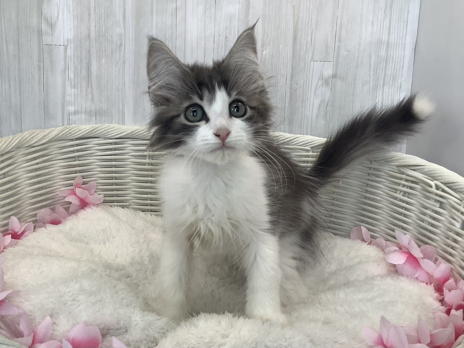 奈良県のノルウェージャンフォレストキャット (マルエスペット 押熊店/2026年1月18日生まれ/男の子/ブルータビーホワイト)の子猫の1枚目の画像