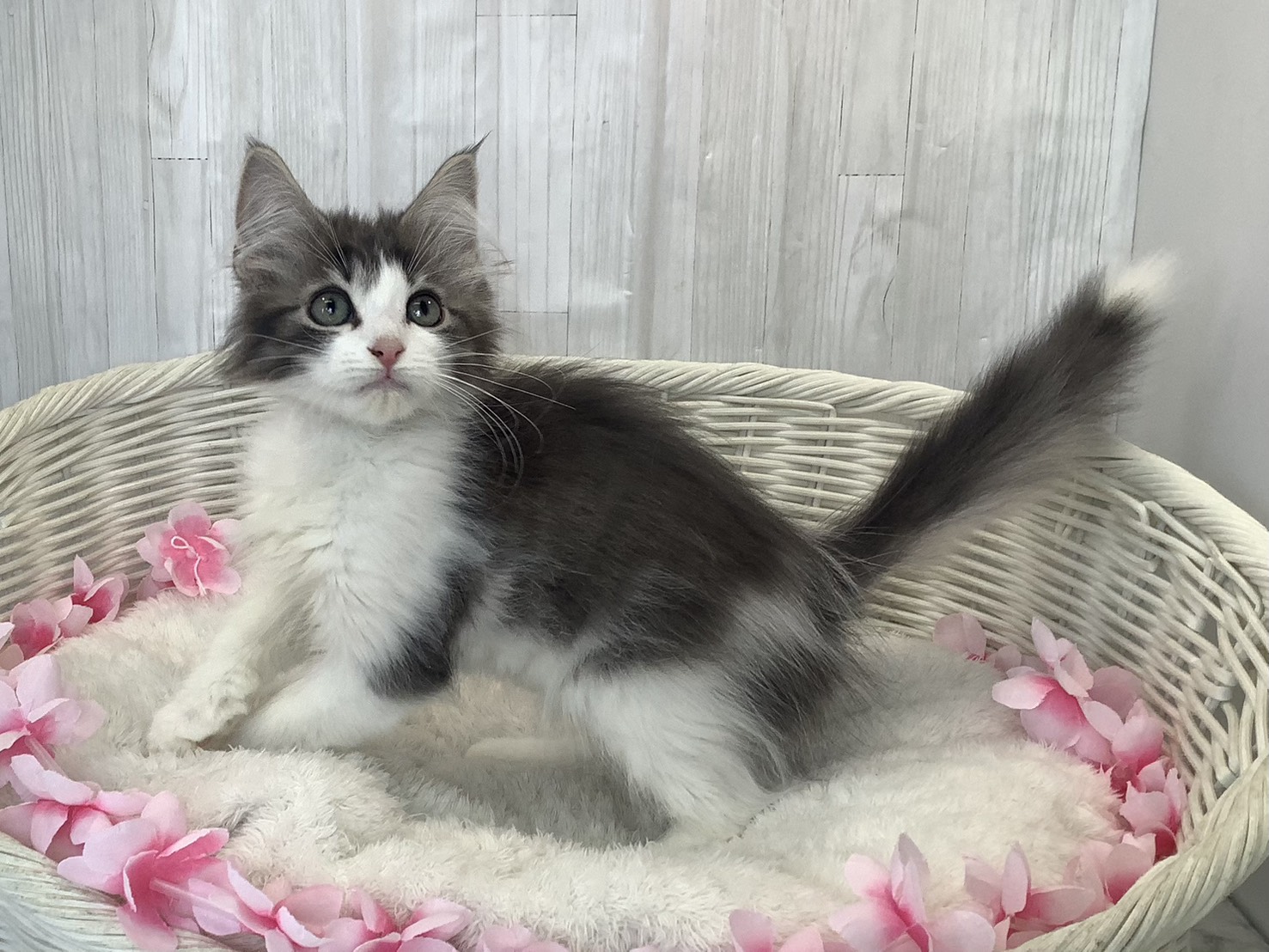 奈良県のノルウェージャンフォレストキャット (マルエスペット 押熊店/2026年1月18日生まれ/男の子/ブルータビーホワイト)の子猫の2枚目の画像