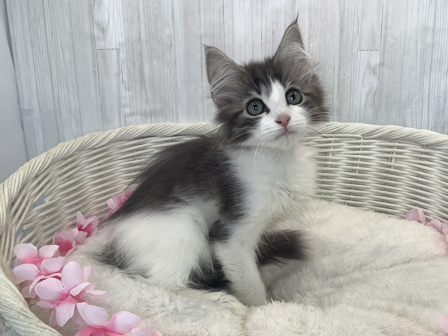 奈良県のノルウェージャンフォレストキャット (マルエスペット 押熊店/2026年1月18日生まれ/男の子/ブルータビーホワイト)の子猫の3枚目の画像