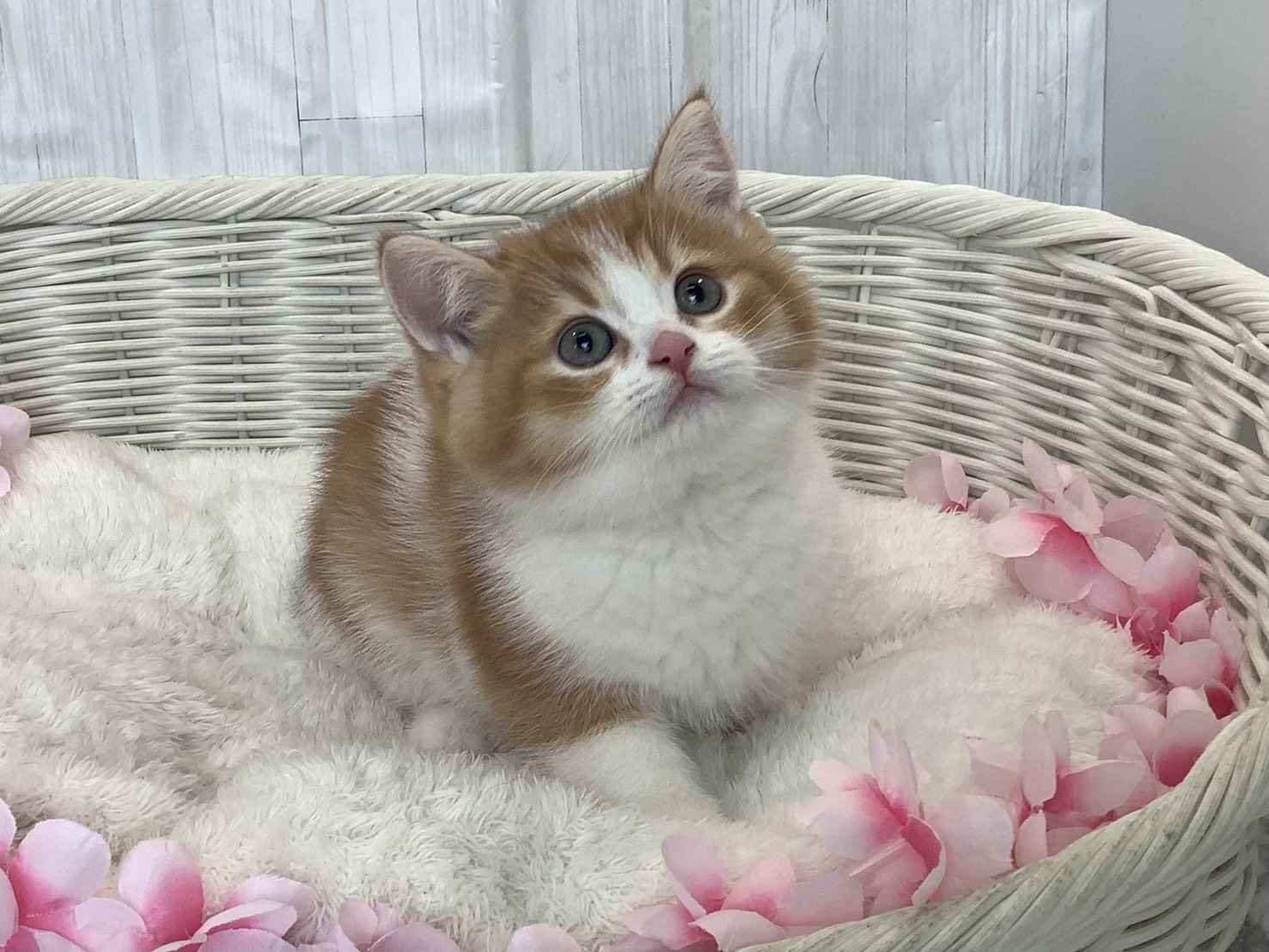 静岡県のスコティッシュフォールド (マルエスペット富士見台店/2026年1月17日生まれ/男の子/レッドタビーホワイト)の子猫の1枚目の画像