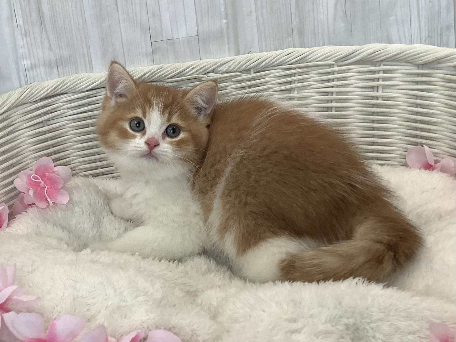 静岡県のスコティッシュフォールド (マルエスペット富士見台店/2026年1月17日生まれ/男の子/レッドタビーホワイト)の子猫の2枚目の画像