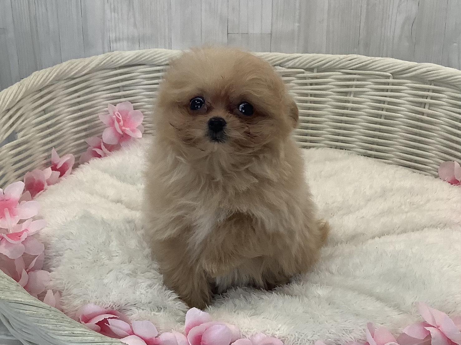 奈良県のポメプー(ポメラニアン×プードル) (マルエスペット いかるが店/2026年1月10日生まれ/女の子/クリーム)の子犬の1枚目の画像