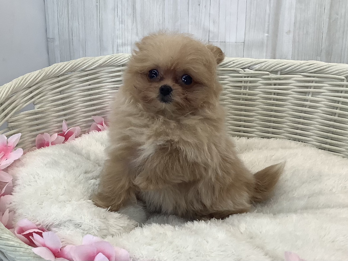 奈良県のポメプー(ポメラニアン×プードル) (マルエスペット いかるが店/2026年1月10日生まれ/女の子/クリーム)の子犬の3枚目の画像