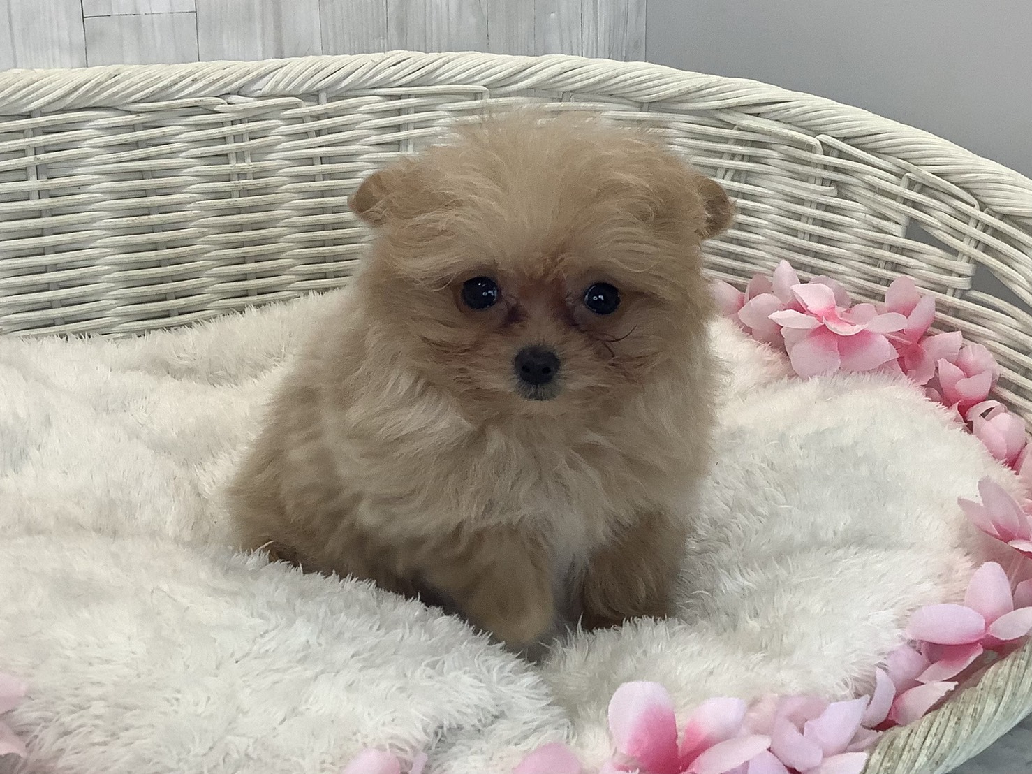奈良県のポメプー(ポメラニアン×プードル) (マルエスペット いかるが店/2026年1月10日生まれ/女の子/クリーム)の子犬の2枚目の画像