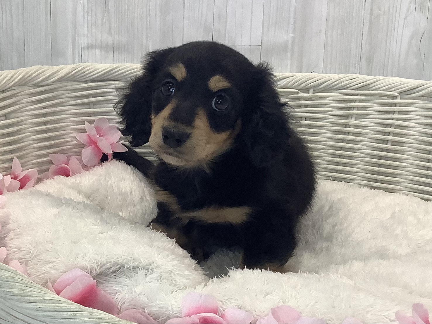 静岡県のミニチュアダックスフンド(ロング) (マルエスペット富士店/2026年1月18日生まれ/女の子/ブラックイエロー)の子犬の1枚目の画像