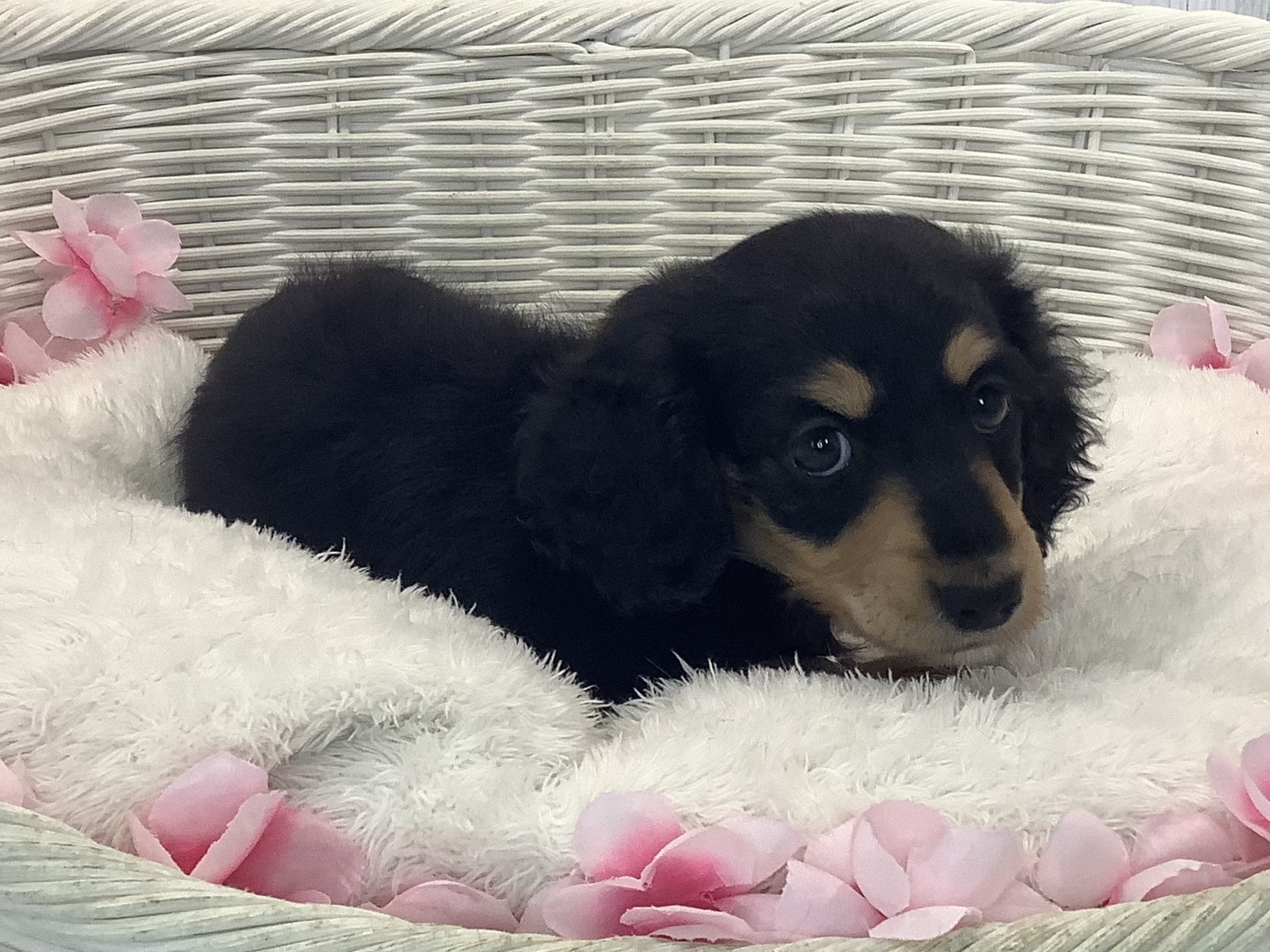 静岡県のミニチュアダックスフンド(ロング) (マルエスペット富士店/2026年1月18日生まれ/女の子/ブラックイエロー)の子犬の2枚目の画像