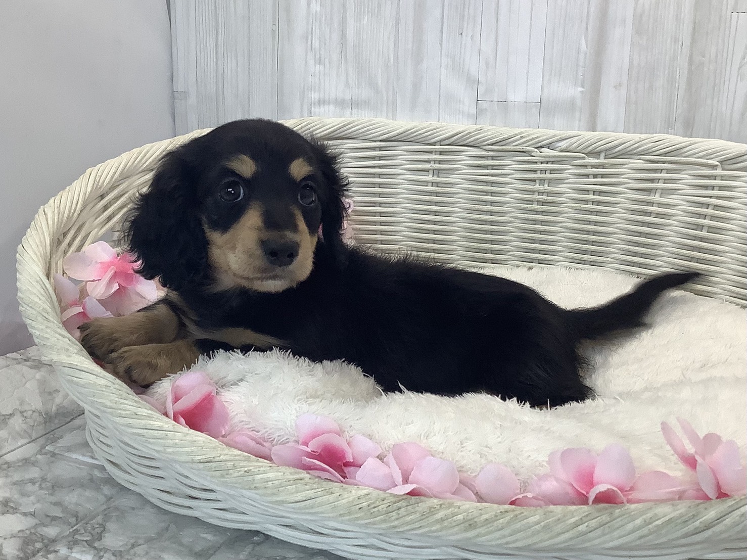 静岡県のミニチュアダックスフンド(ロング) (マルエスペット富士店/2026年1月18日生まれ/女の子/ブラックイエロー)の子犬の3枚目の画像