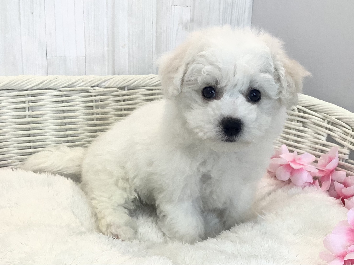 奈良県のビションフリーゼ (マルエスペット 押熊店/2026年1月19日生まれ/男の子/ホワイト)の子犬の3枚目の画像